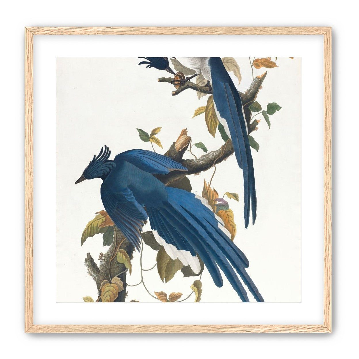 Butterfly under blue beaks
