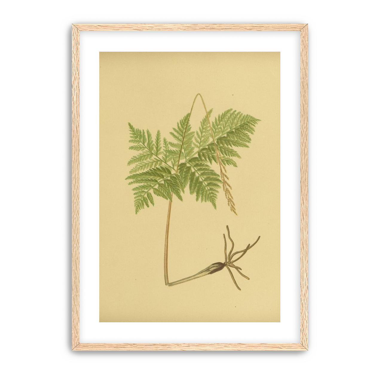 Fern fronds above bare roots