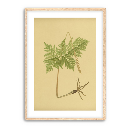 Fern fronds above bare roots