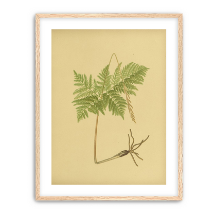 Fern fronds above bare roots