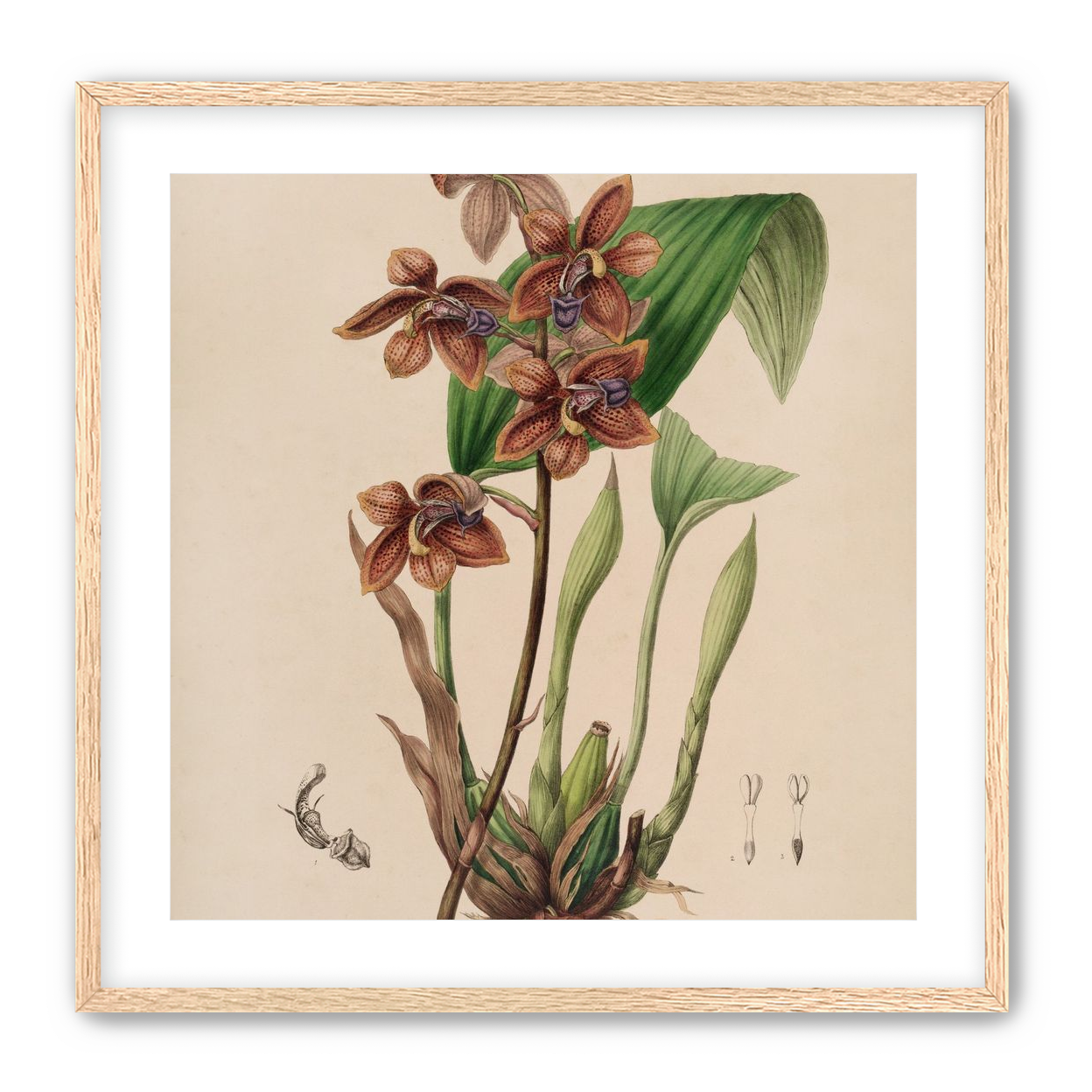 Speckled orchids on pale paper