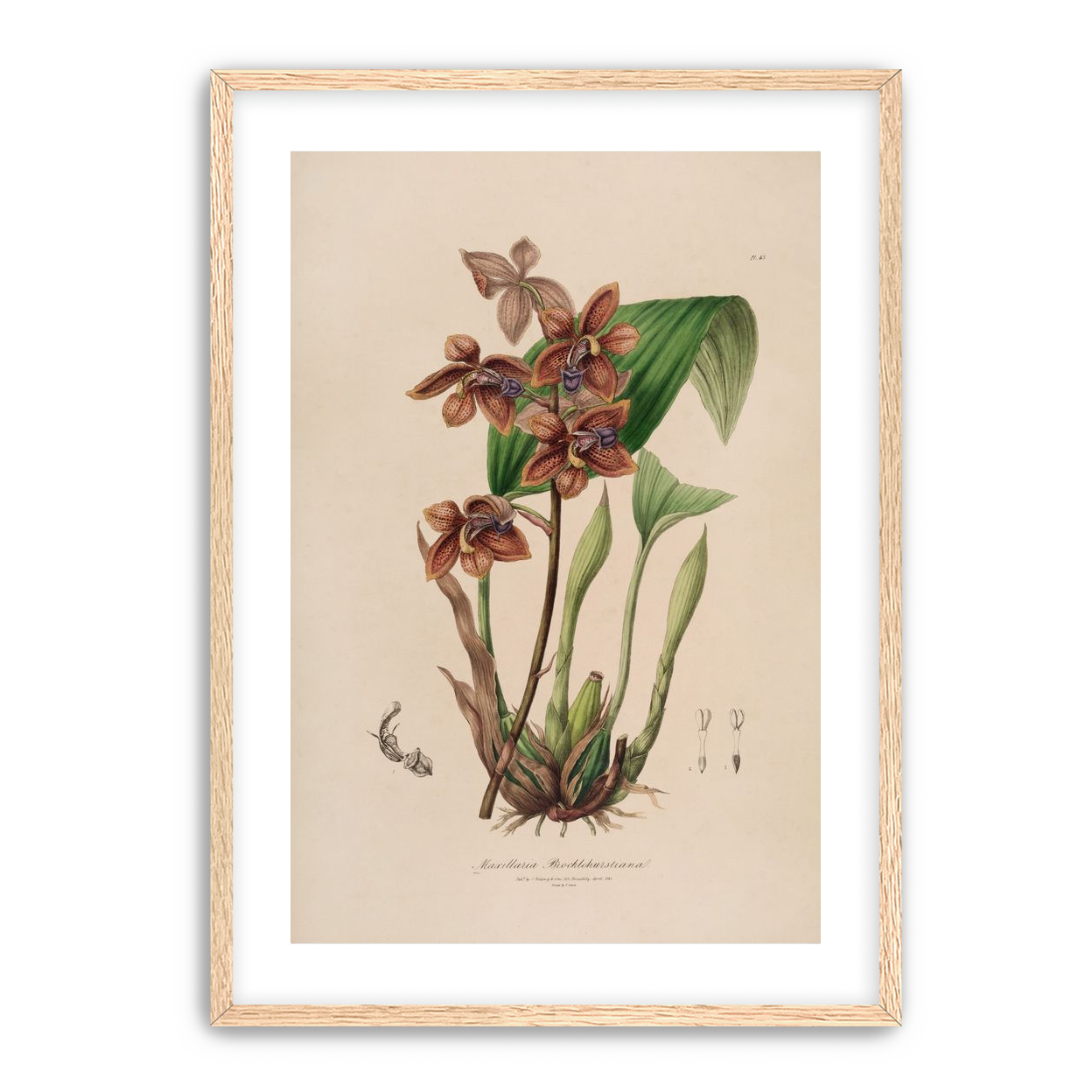 Speckled orchids on pale paper