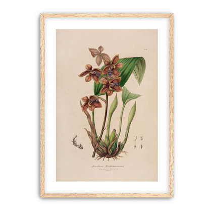 Speckled orchids on pale paper