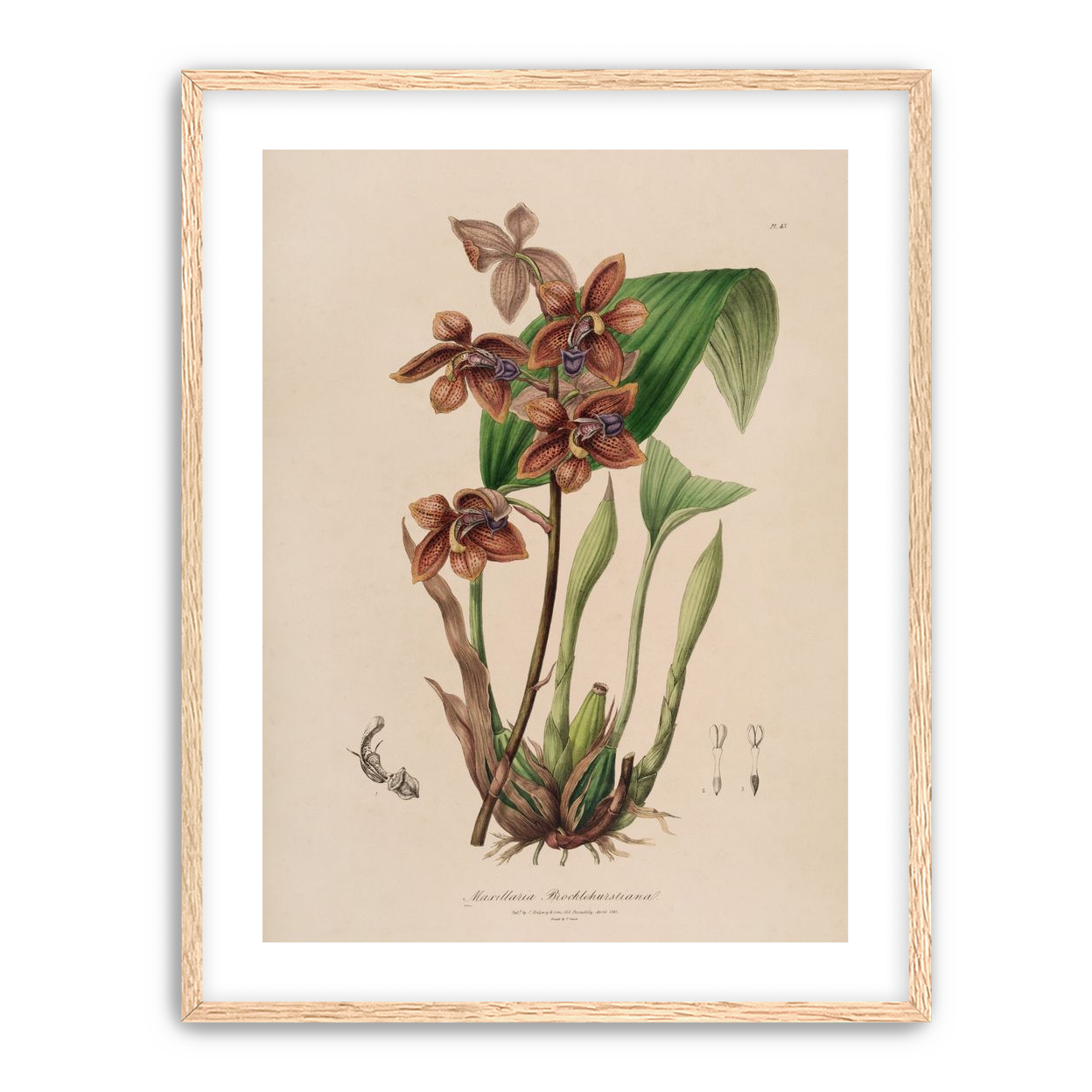 Speckled orchids on pale paper