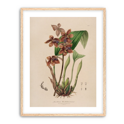 Speckled orchids on pale paper
