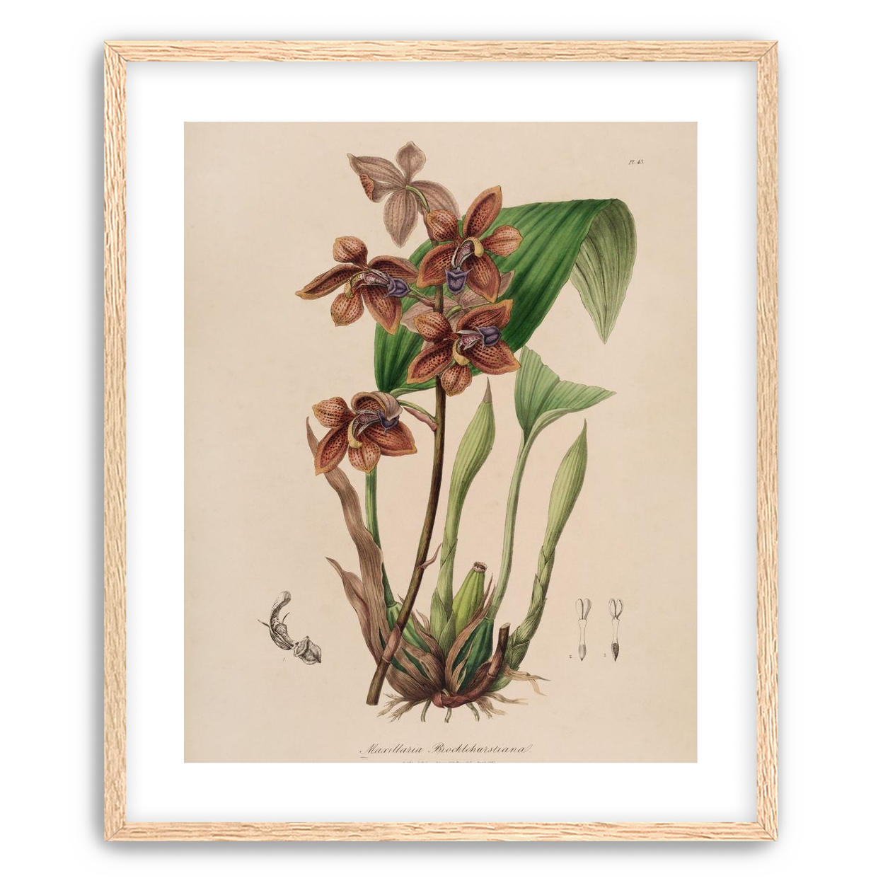 Speckled orchids on pale paper