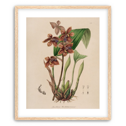 Speckled orchids on pale paper