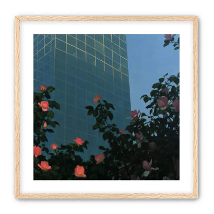 Roses beneath blue towers