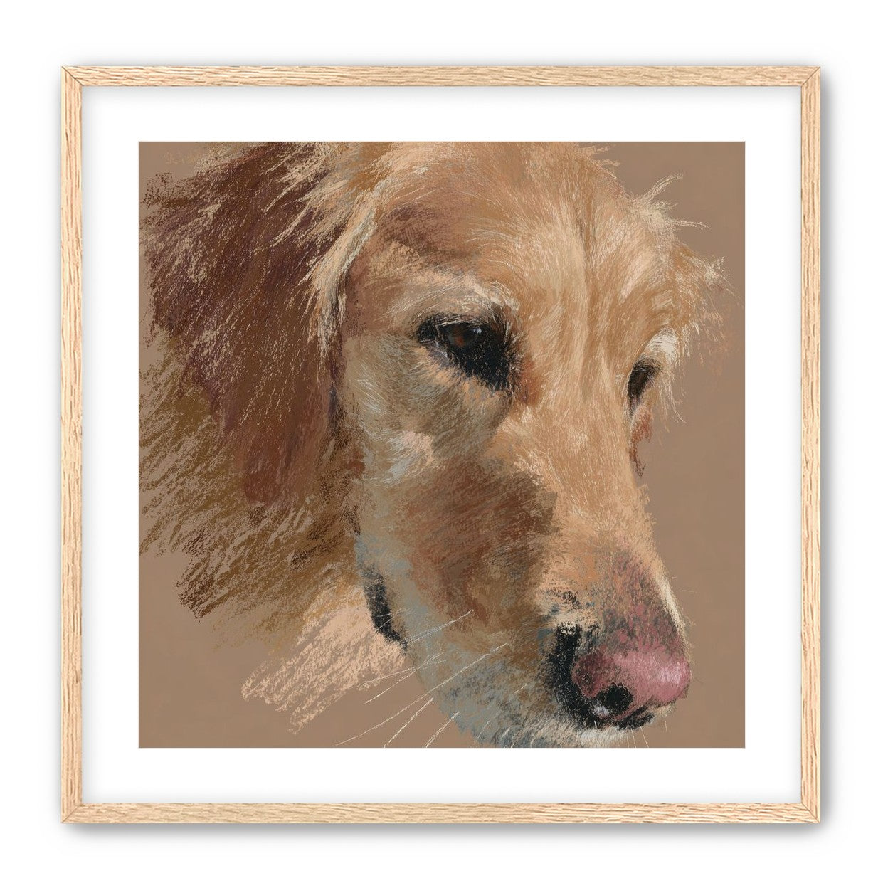 Warm browns on a golden retriever