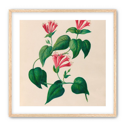 Three trumpets on a vine