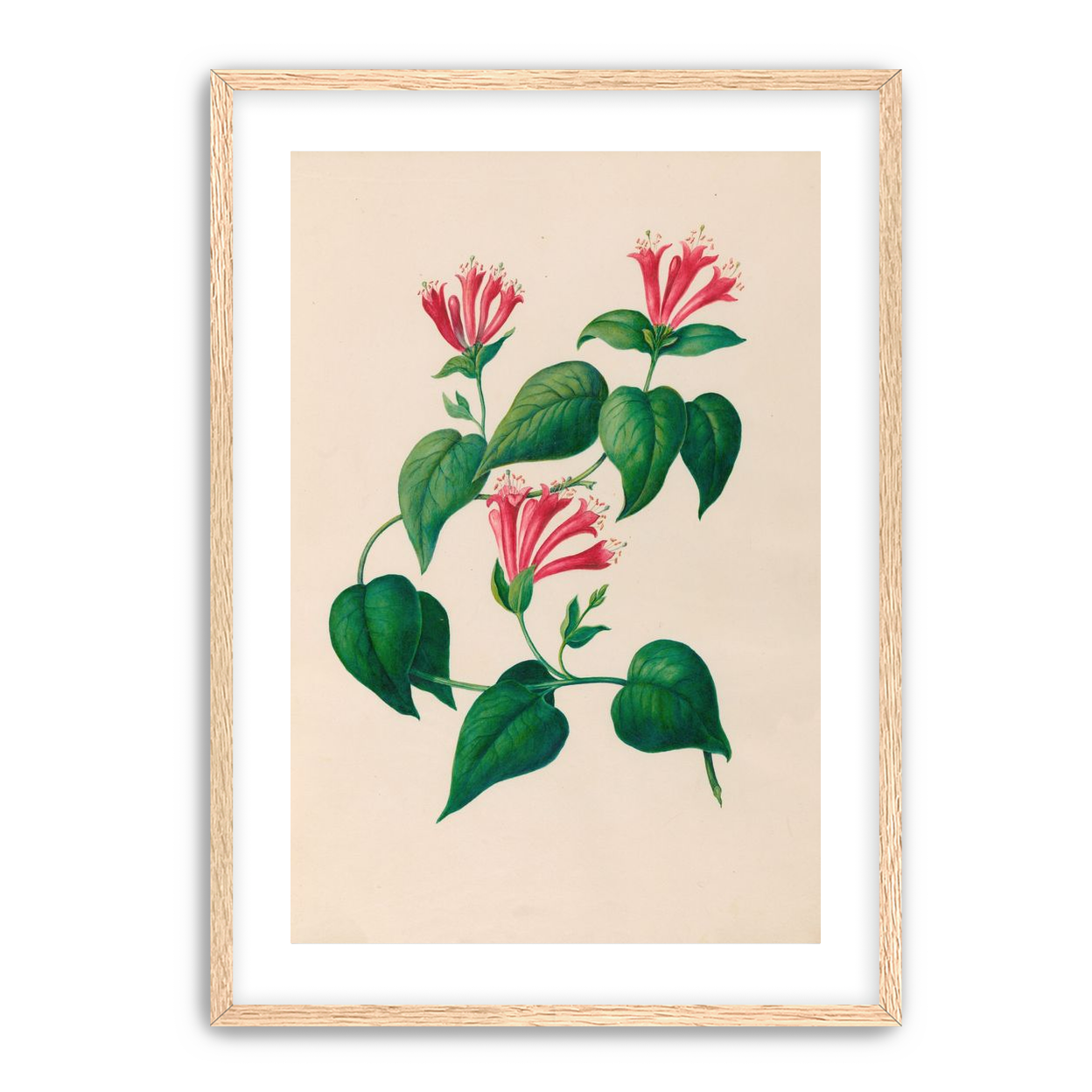 Three trumpets on a vine