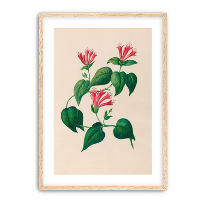 Three trumpets on a vine