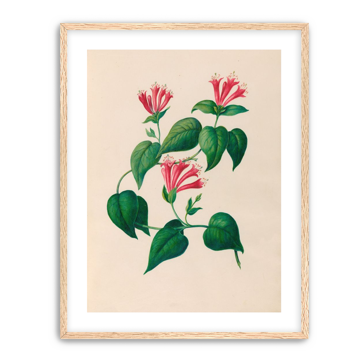 Three trumpets on a vine