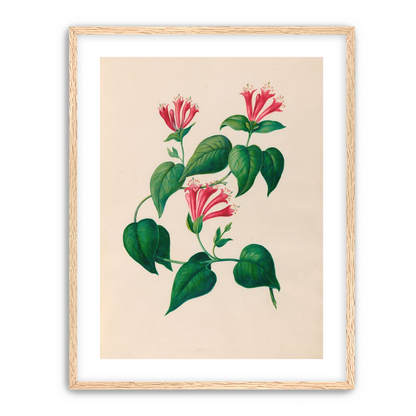 Three trumpets on a vine