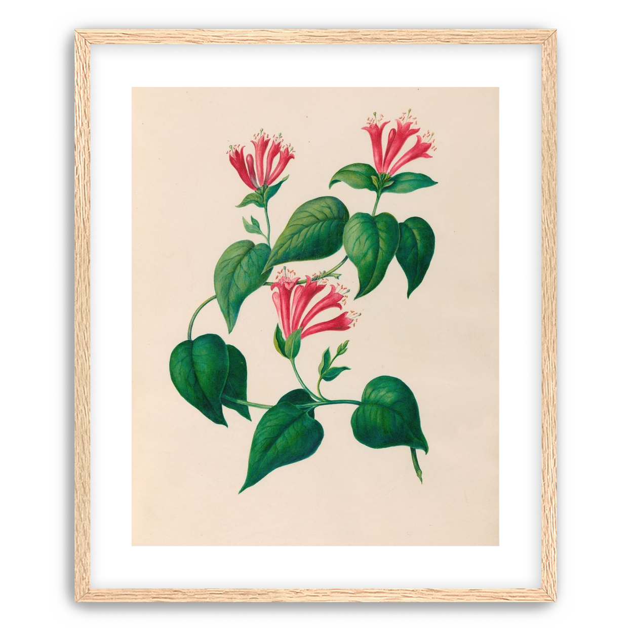 Three trumpets on a vine