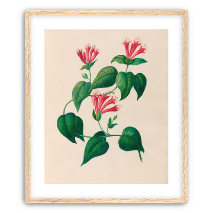 Three trumpets on a vine