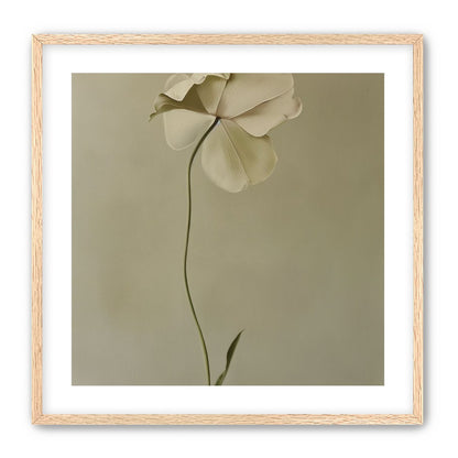 One flower leaning into quiet