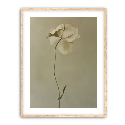 One flower leaning into quiet