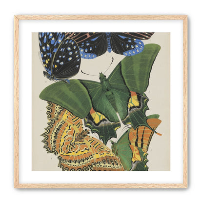 Butterflies on a pale plate