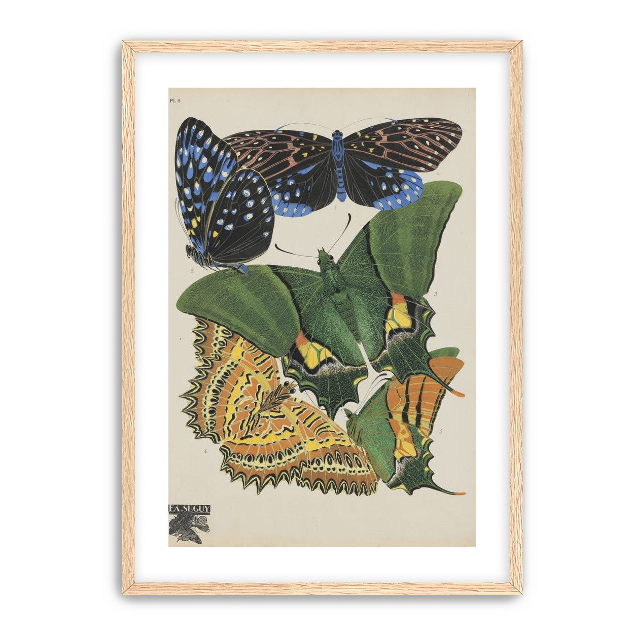 Butterflies on a pale plate