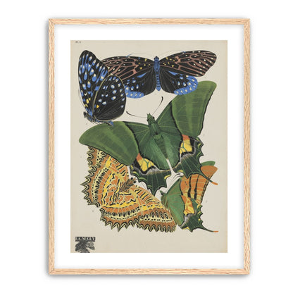 Butterflies on a pale plate
