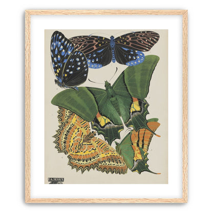 Butterflies on a pale plate