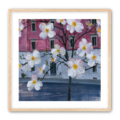White blossoms over the pink house