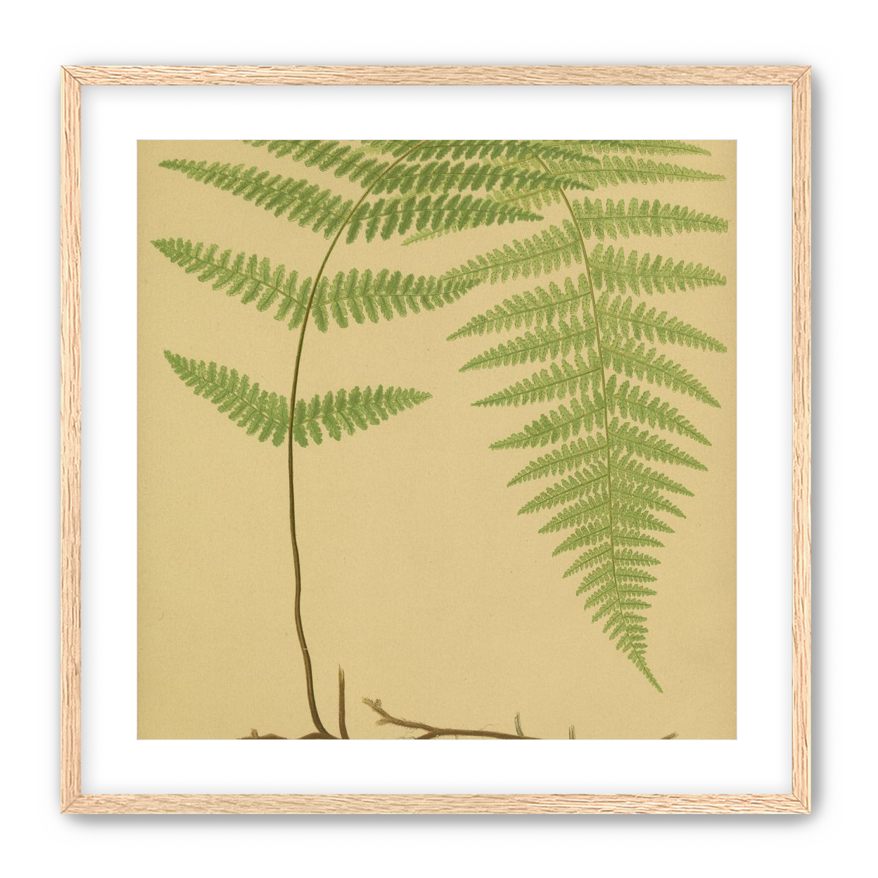 Green frond on tan paper