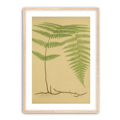 Green frond on tan paper
