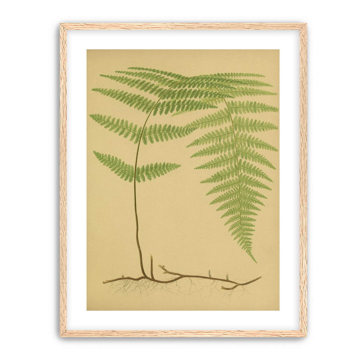 Green frond on tan paper