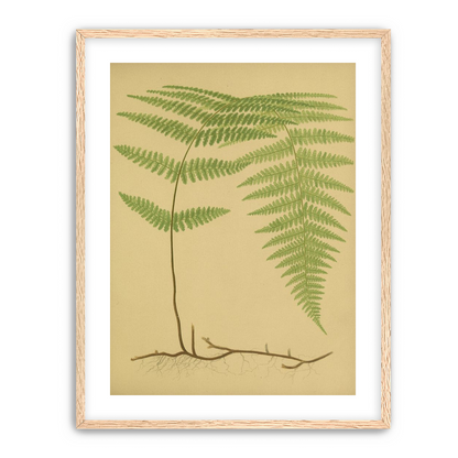 Green frond on tan paper