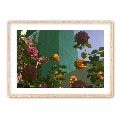 Roses climbing the glass wall
