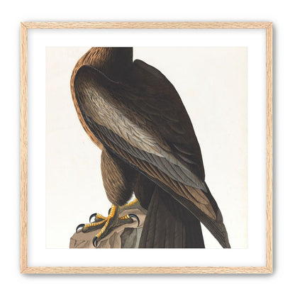 Brown hawk on rock