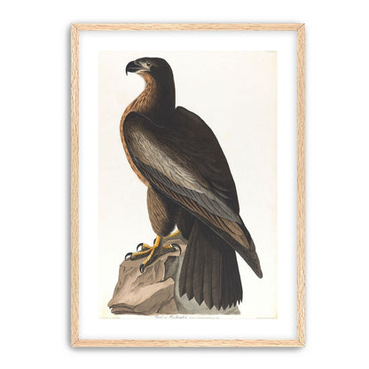 Brown hawk on rock