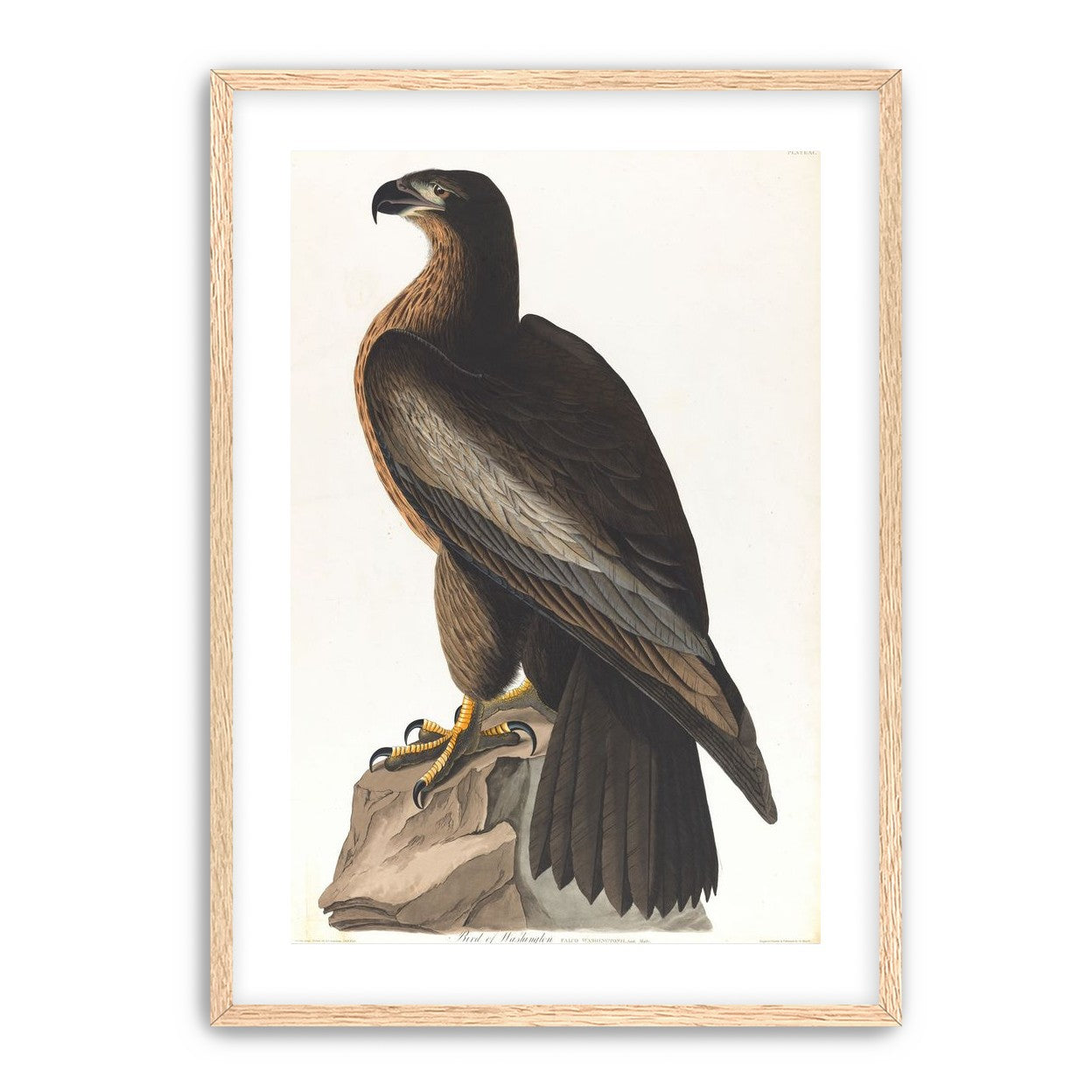 Brown hawk on rock