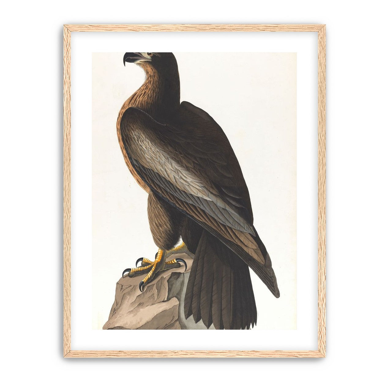 Brown hawk on rock