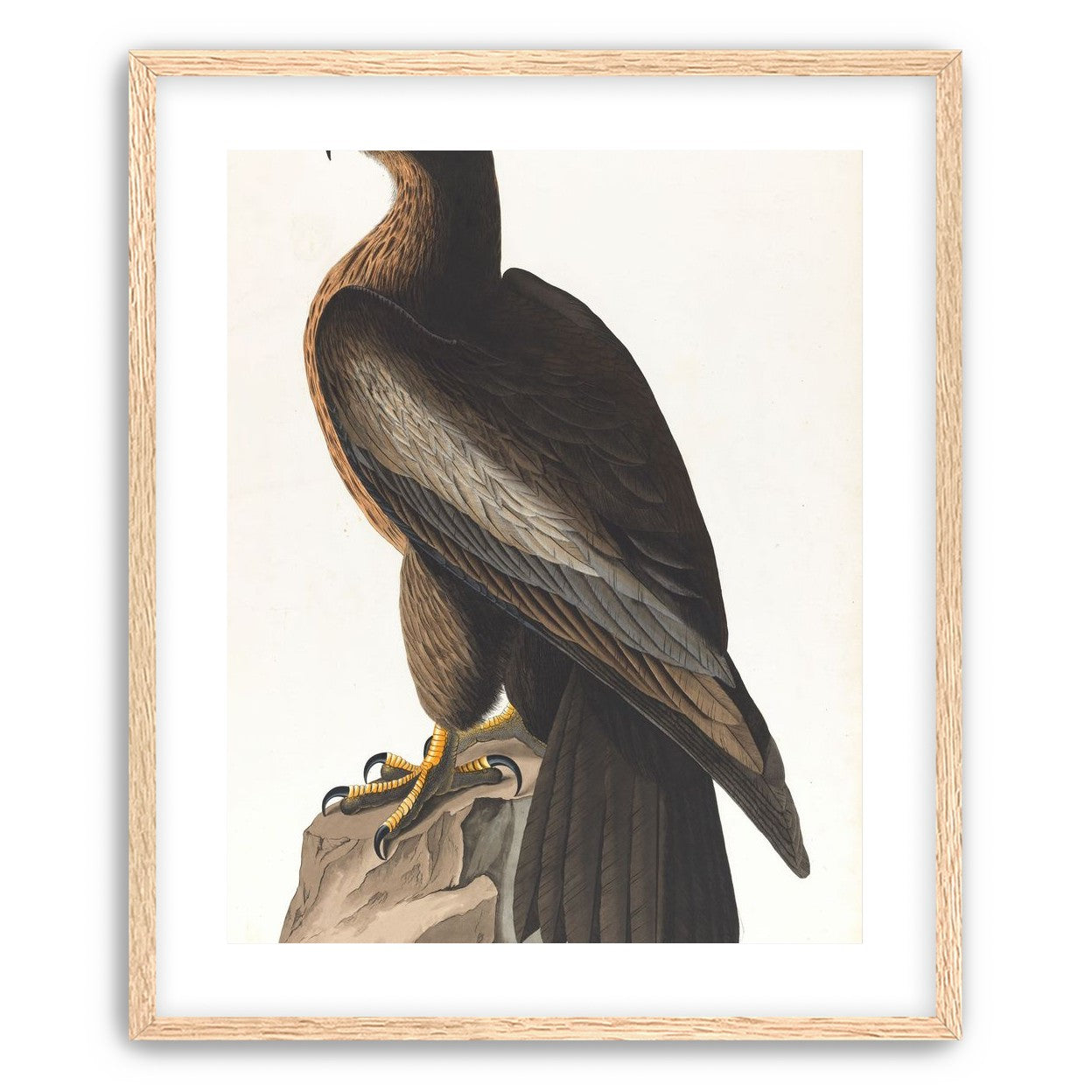 Brown hawk on rock