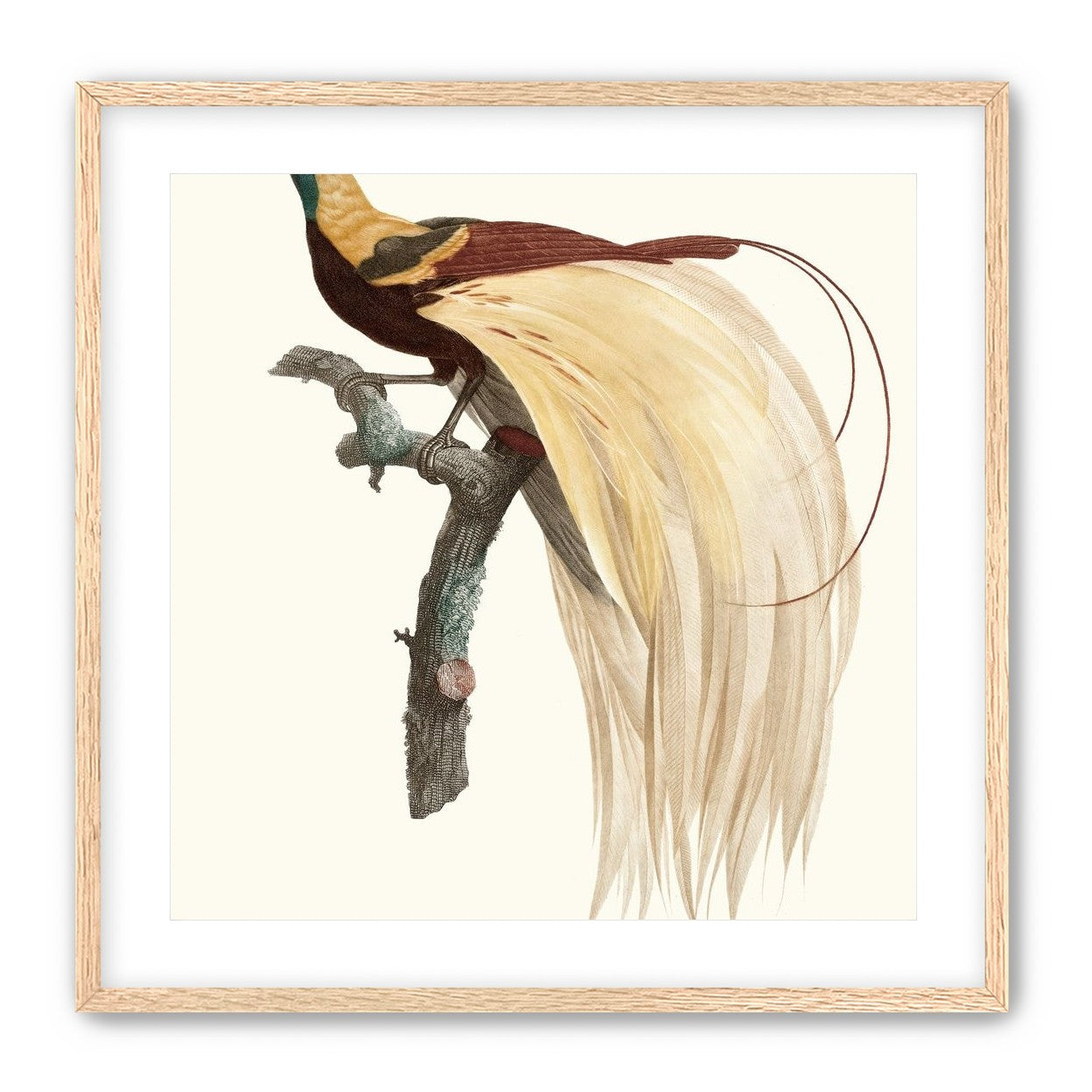 Open beak and trailing plumes