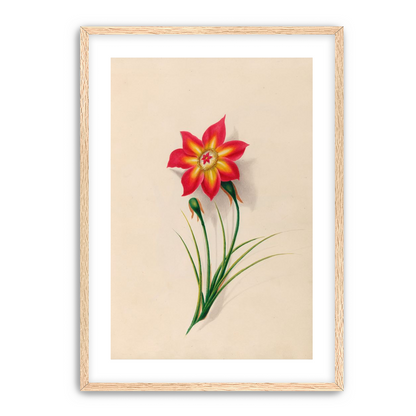 One flower above two buds