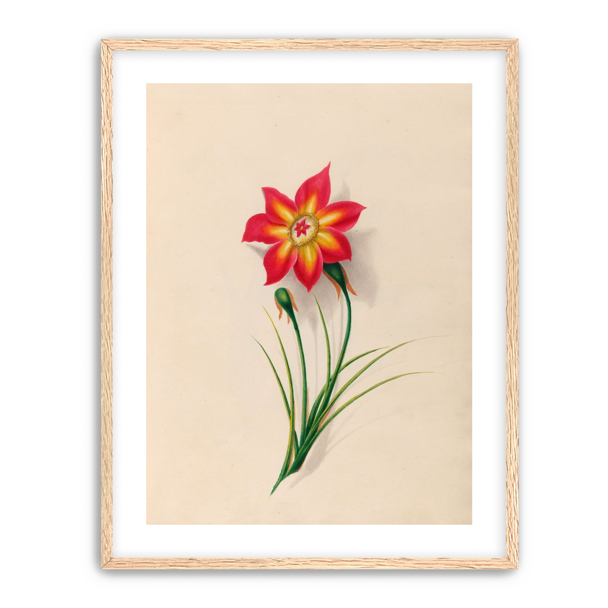 One flower above two buds
