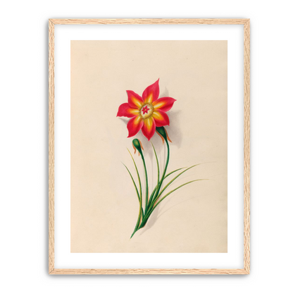 One flower above two buds
