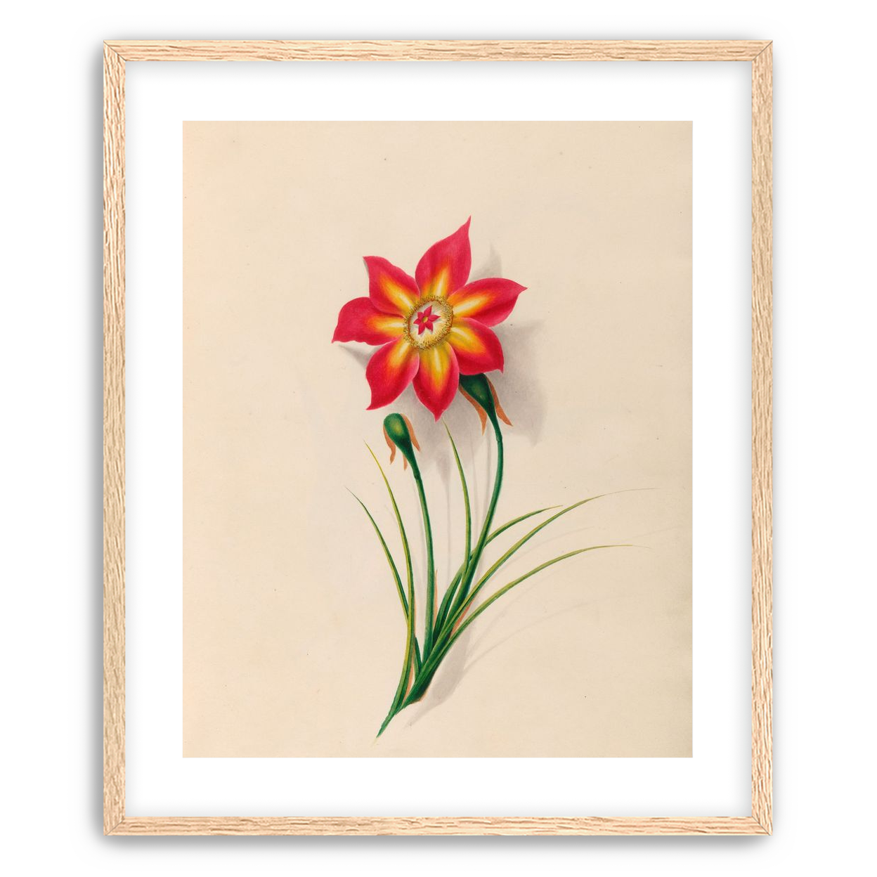 One flower above two buds