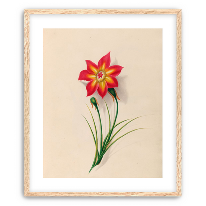 One flower above two buds