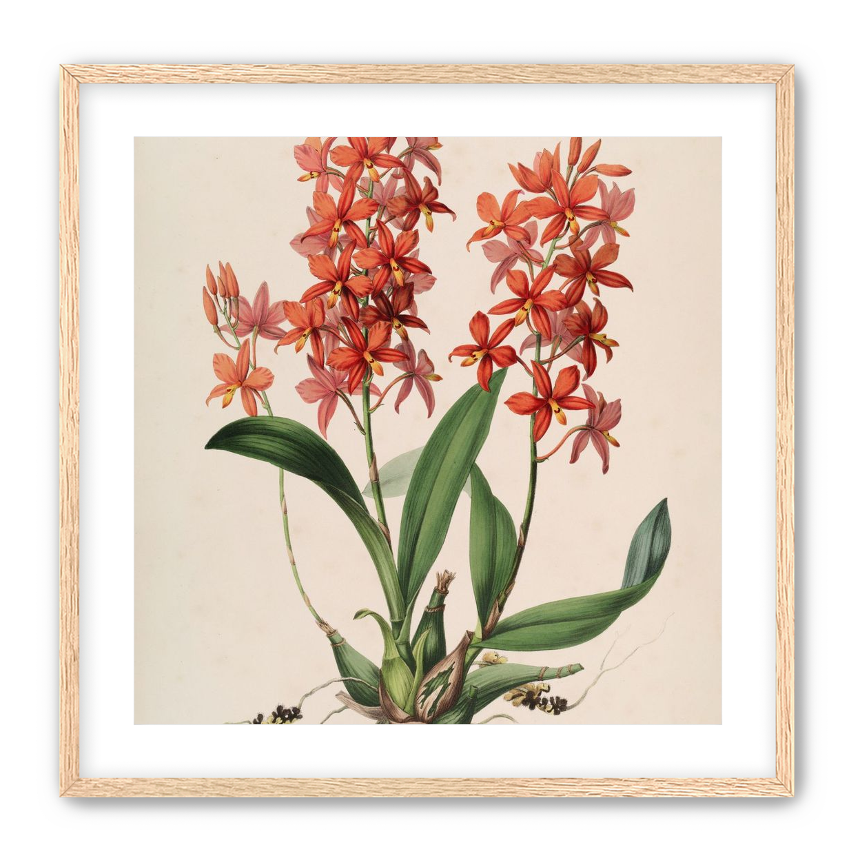 Red orchids on white paper