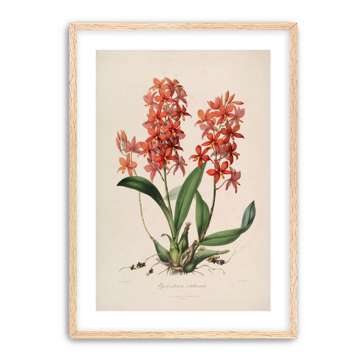 Red orchids on white paper