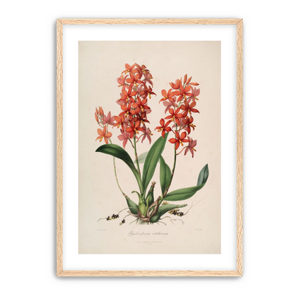 Red orchids on white paper