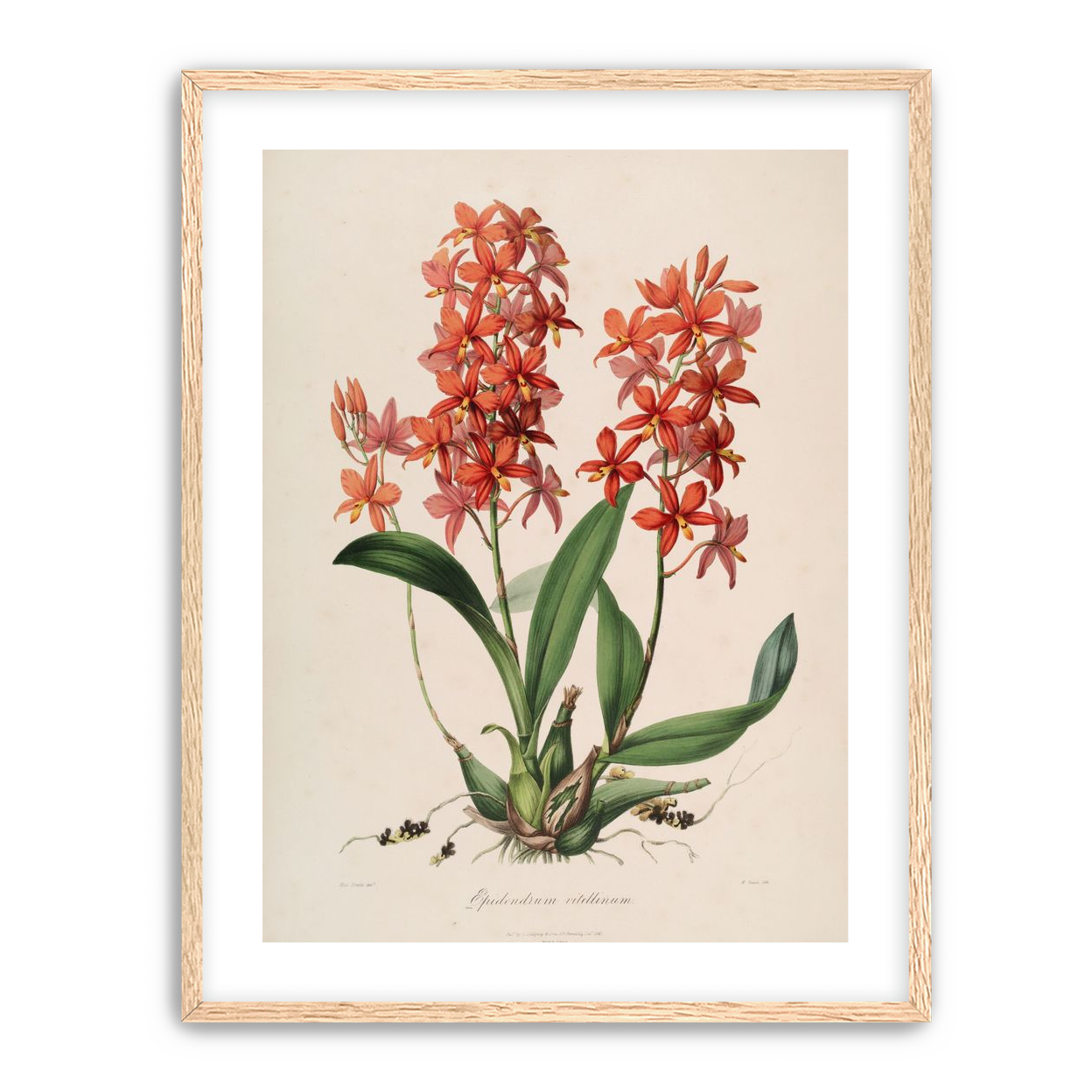 Red orchids on white paper