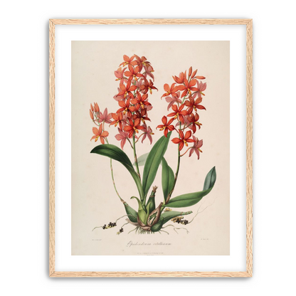 Red orchids on white paper