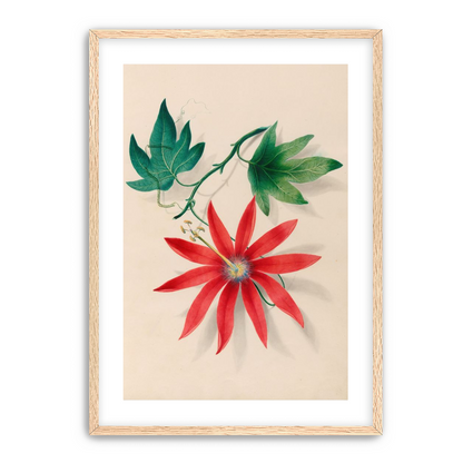 Red bloom on green vine