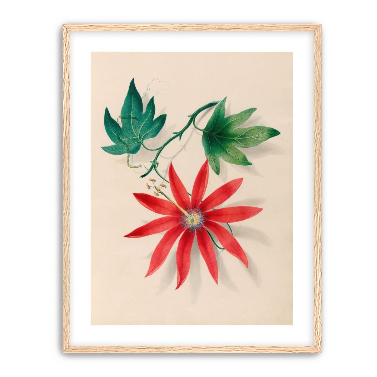 Red bloom on green vine